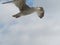 Seagull on the Baltic Sea. Coast. Sunny day at the beach.