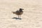 Seagull - Baltic Sea - Usedom Island