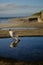 Seagull on beach