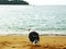 Seagull on beach - Abel Tasman national park, New Zealand