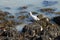 Seagull, beach bird  at Hole in the Wall Beach, East Lyme COnnecticut