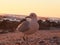 A seagull on the beach.  The bird lost it`s left foot, which is hanging a a thin tread. Location: Sea Point, Cape Town. Backgroun