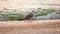 Seagull on the beach. Bird walks on the sand with one leg up