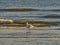 Seagull on the beach of BlÃ¥vand in Denmark in front of waves of the sea. Bird shot