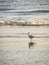 Seagull on the beach of BlÃ¥vand in Denmark in front of waves of the sea. Bird shot