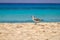 Seagull on the beach of Caribbean Sea