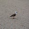 Seagull on the beach of the city Constanta, harbor at Black Sea.