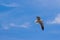 Seagull on the beach. Gaivota