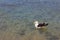 Seagull on the beach. Gaivota