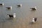 Seagull on the beach. Gaivota