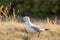 Seagull On Beach Grass