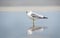 Seagull on the beach at Hilton Head Island Beach, South Carolina