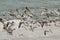 Seagull in beach large flock