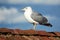 Seagull between the beach of Praia Do Camilo and the cape of Ponta Da Piedade in Lagos, Algarve, Portugal