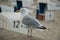 Seagull at beach promenade of Westerland Sylt, Germany