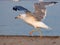 Seagull on the beach with the sea background with spread wings in flight to take flight.