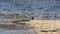 Seagull on a beach with seawater on the background