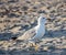 Seagull on the beach strolling among the sand in search of food left over by tourists, evolution and adaptation