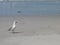 Seagull on the beachfront