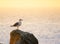 Seagull in beams of a sunset on a background of the sea