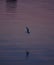 Seagull, beautiful bird flying, river, water, sea, ocean