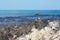 Seagull on a beautiful stony seashore against calm sea