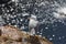 Seagull in Berlengas