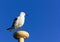 Seagull bird against blue sky