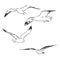 Seagull bird animal sketch engraving vector illustration. Scratch board style imitation. Hand drawn image. Seagull bird, vector
