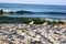 Seagull bird on the beach walks on a marker pen by the sea