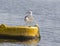 Seagull bird on buoy water