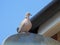 Seagull bird coastal birds gulls gull preen preening nesting urban rooftop house city town seaside feathers wings flight fly