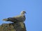 Seagull bird coastal birds gulls gull preen preening nesting urban rooftop house city town seaside feathers wings flight fly