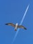 Seagull bird dreams of becoming an airplane