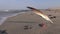 Seagull bird feather on sea beach sand