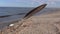 Seagull bird feather on sea beach sand