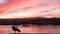 Seagull bird, fishermans wharf pier, yacht sail boats in Monterey marina, sunset