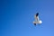 A seagull bird flies against the background of a bright clear blue sky