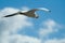 Seagull bird in flight