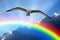 Seagull bird in flight soaring in the heavens sky clouds storm stormy skies sun rays neutrinos atmosphere bird high weather blue
