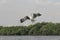 Seagull BIRD flying aiming to eat food from human feeding by throw in the air.