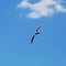 Seagull bird flying on blue sky background with some white clouds, Larus