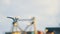 Seagull bird flying over ocean surface in front of boats and oil platform