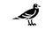 seagull bird glyph icon animation