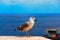 Seagull bird at Hercule Port of Monaco