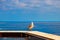 Seagull bird at Hercule Port in Monaco