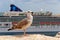 Seagull bird at Hercule Port in Monaco French Riviera