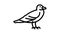 seagull bird line icon animation