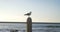 Seagull bird perching on a railing 4k