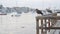 Seagull bird on pier, fishermans wharf, yachts and sail boats in Monterey marina